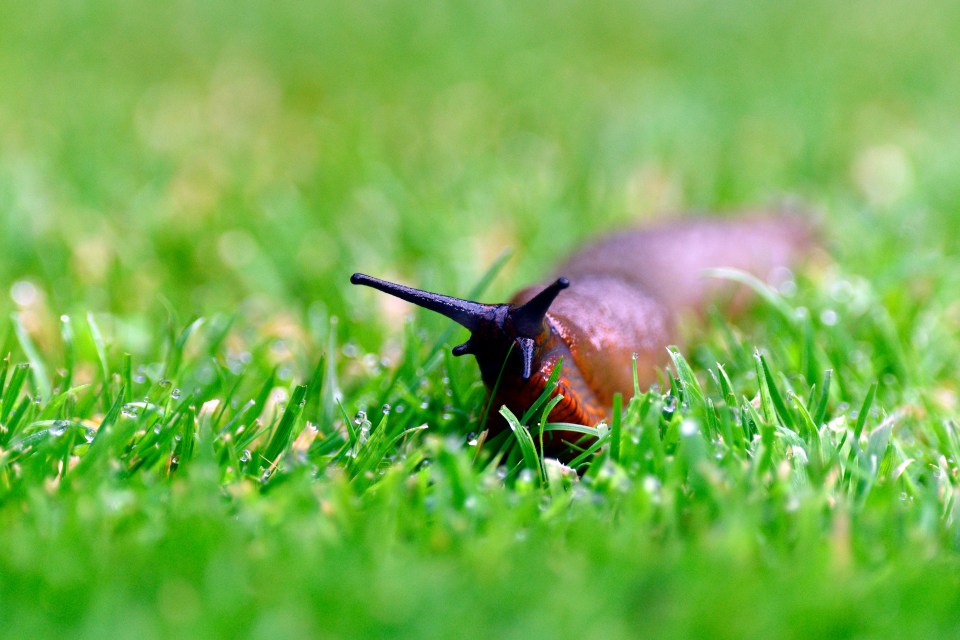 Slugs are most gardeners' worst nightmare - but there's an easy way to banish them for good