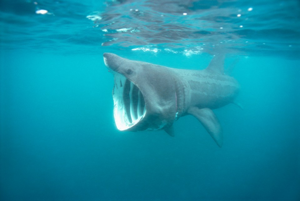 Basking sharks are seen in the waters around Cornwall between April and October