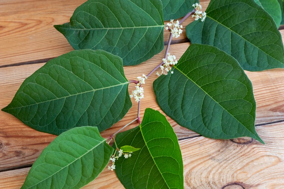 Mature plants flower in August, becoming covered in clusters of delicate tasselled creamy-white flowers