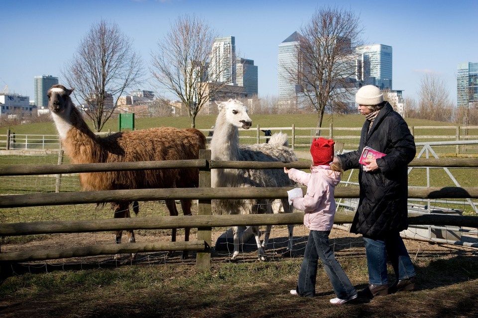 Meet ferrets, bunnies, alpacas and more traditional farm animals at Mudchute Farm and Park in Docklands