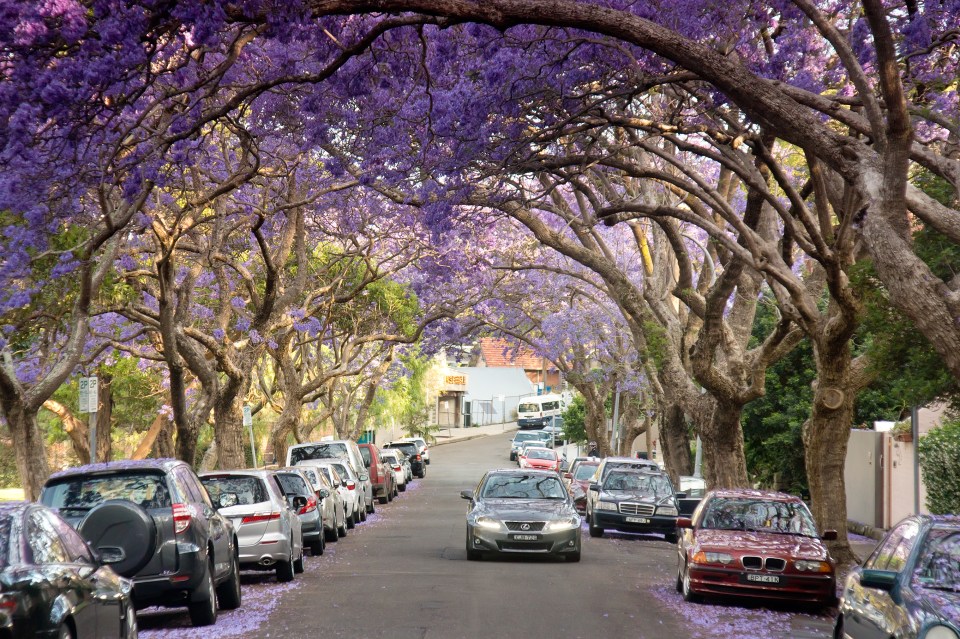 Drivers have been warned over hefty bills from parking under trees this summer