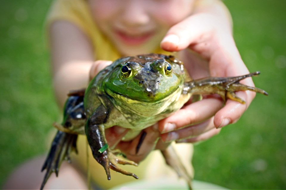 Create a frog pond using a washing up bowl