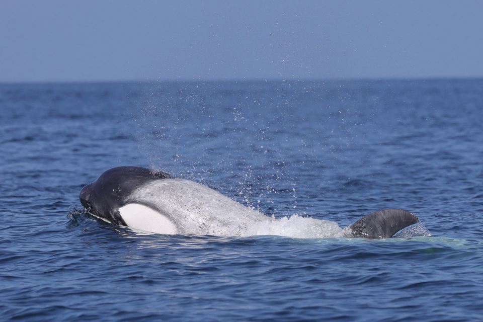 A ghostly white killer whale has been sighted nine miles offshore in California