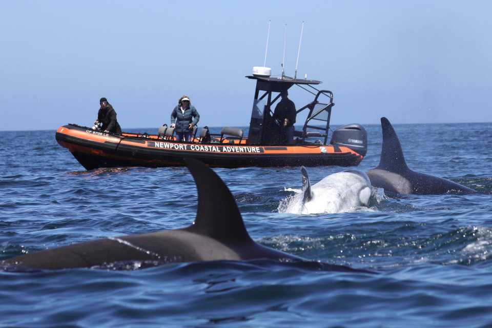 A whale-watching vessel caught the once-in-a-lifetime interaction on camera