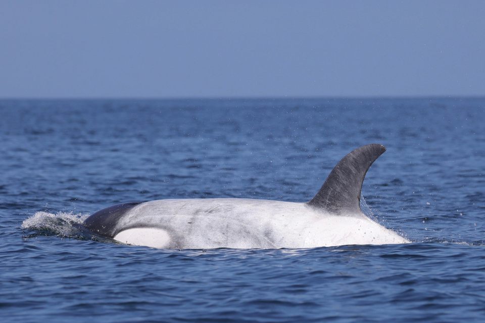 The extremely rare orca might have a genetic condition that makes it pale