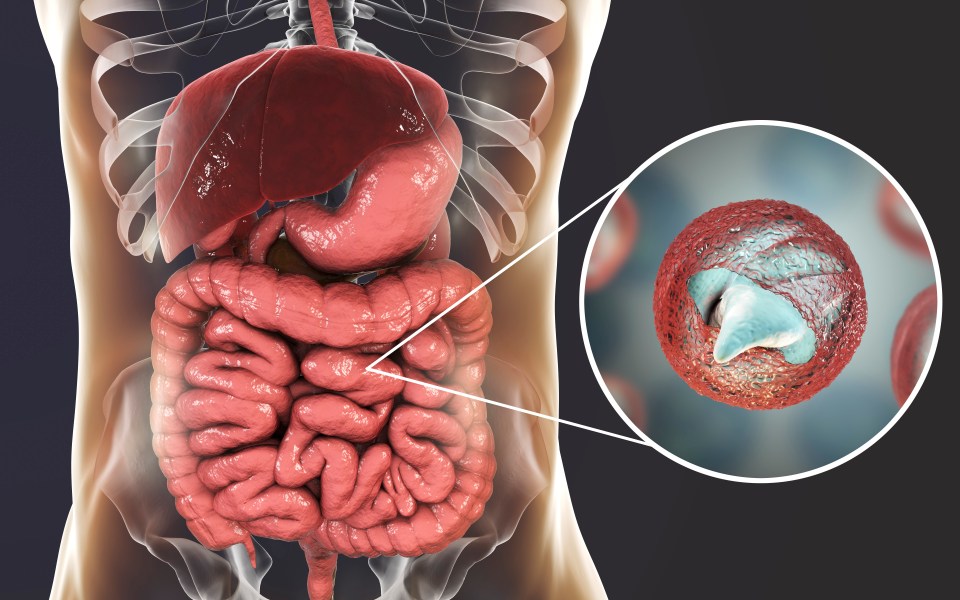 Cryptosporidium is a parasite that can live in the intestines and faeces of infected humans and animals