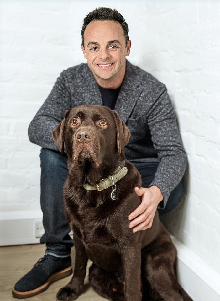 Ant McPartlin with Labrador Hurley