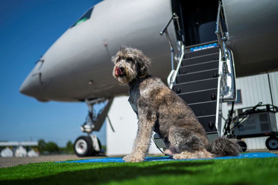 Bark Air is the world's first luxury airline exclusive for dogs