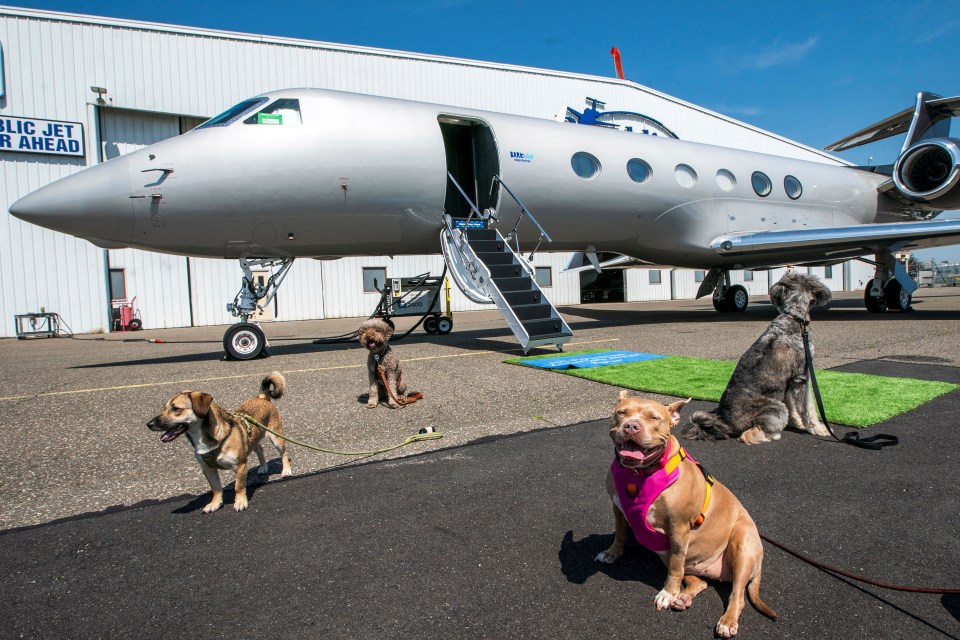 Bark Air has no size or breed restrictions to fly