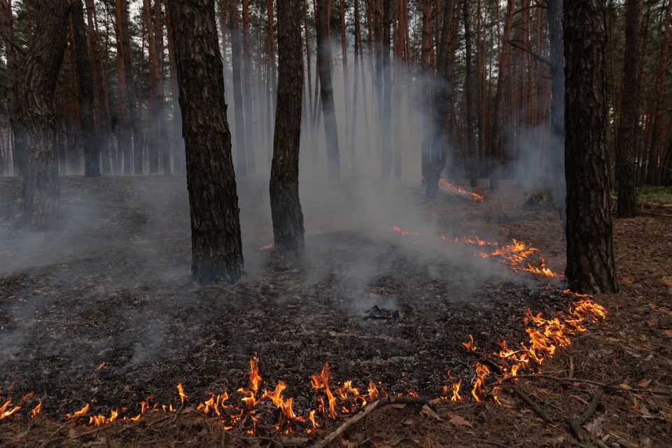 A fire broke out in a nearby forest in the aftermath of Russian shelling