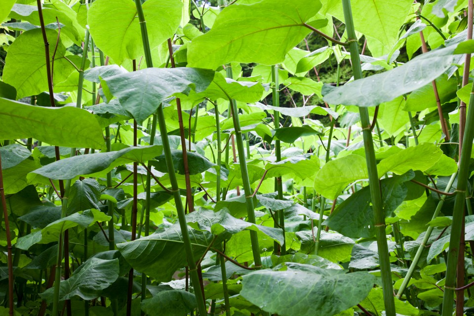 Japanese Knotweed usually emerges in March or April and grows rapidly