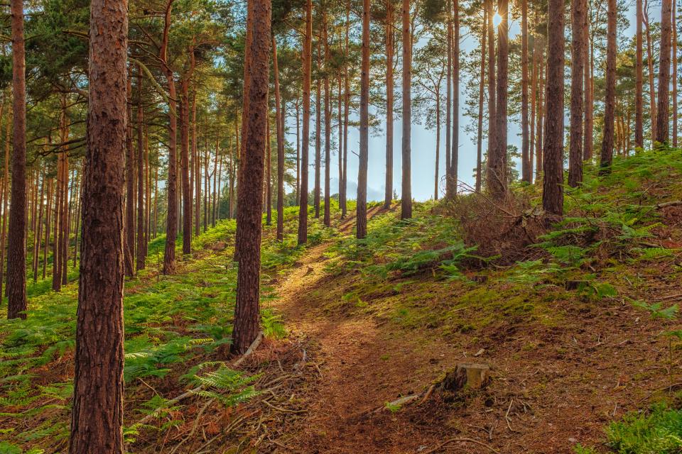 Bourne Wood in Farnham has been used as a filming location on a number of occasions for films and TV series