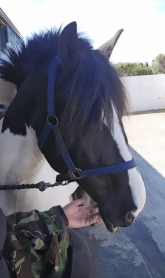 Josie's beautiful white and brown horse