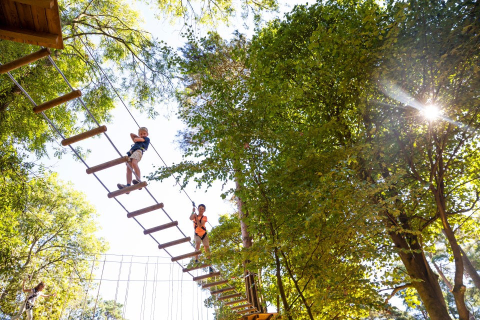 Go on a high ropes adventure at Go Ape at Wendover Woods, near to Abbots View Alpacas campsite