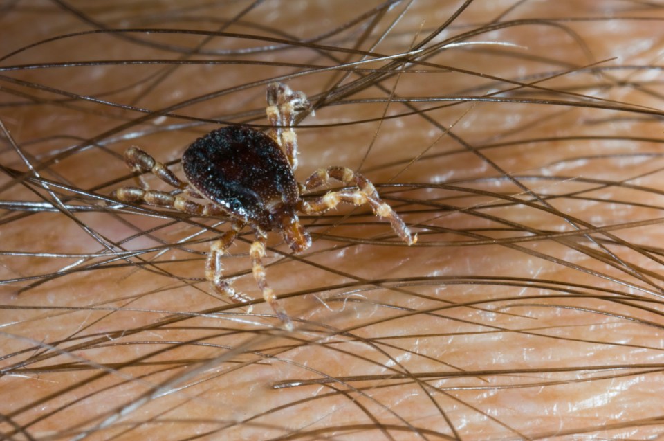 The ‘monsters’ are more aggressive and better hunters than other more common ticks