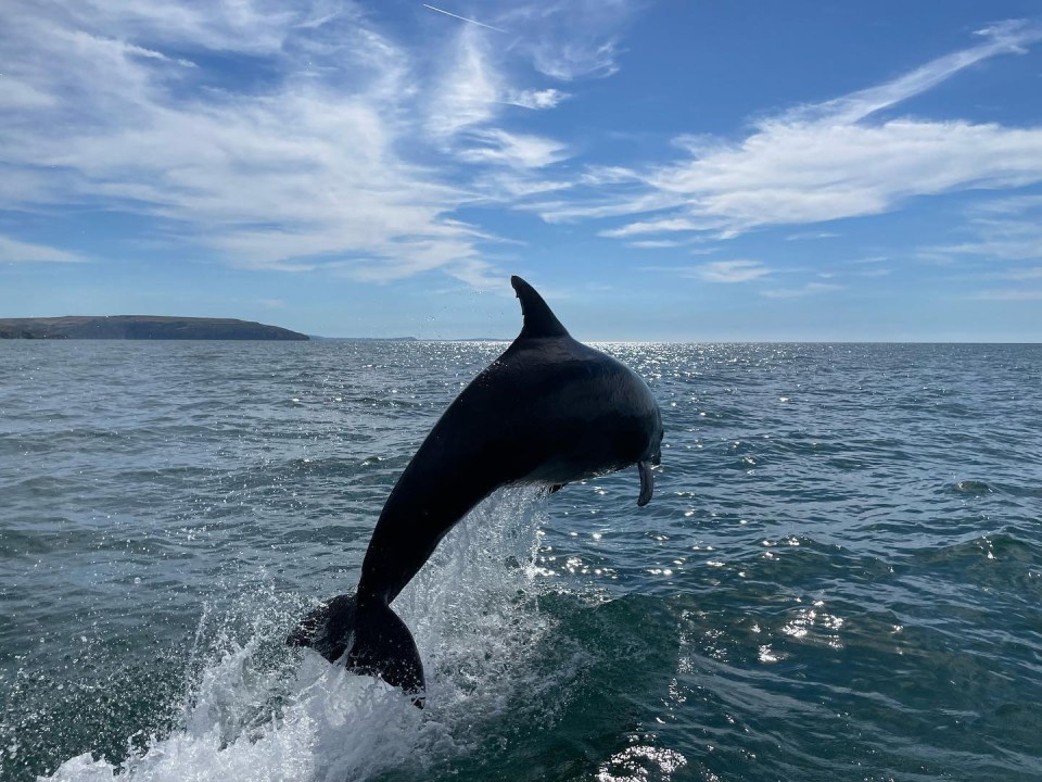 There are two pods of bottlenose dolphins in the UK, and one of them is found in Cardigan Bay, Wales