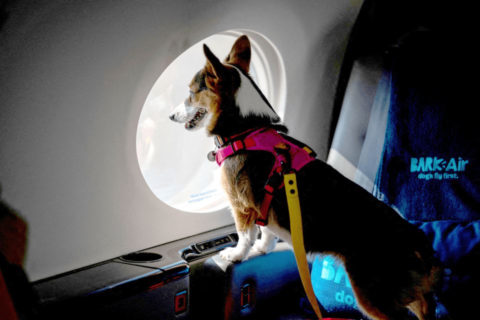 Pups will be given treats and snacks throughout their flight