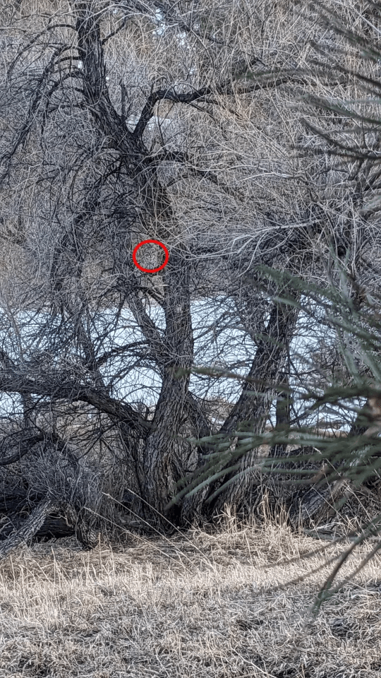 The bobcat can be seen hiding in a tree toward the middle of the photo