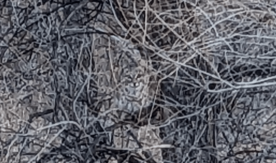 Bobcats can leap up to 10 feet in the air