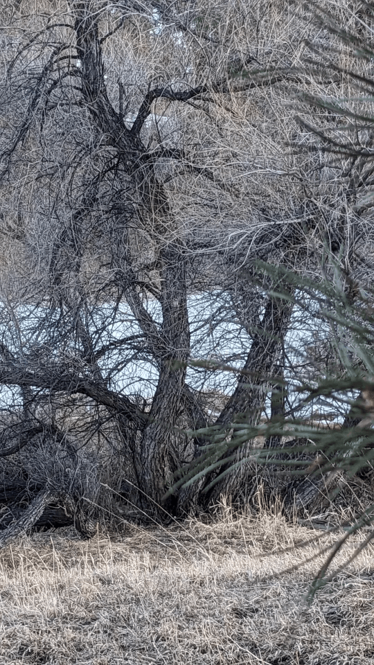 A bobcat lurking in a backyard has left puzzlers scratching their heads