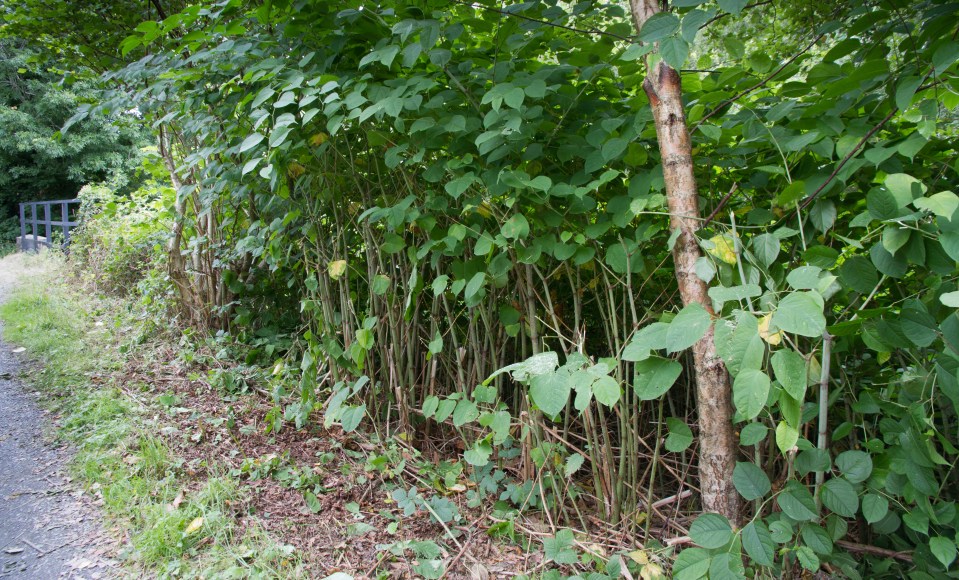 The invasive plant can grow to more than eight feet high