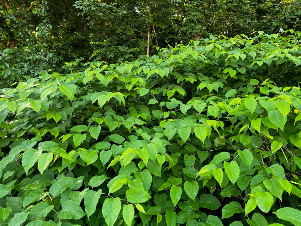 Japanese Knotweed is one the most invasive plants on the planet