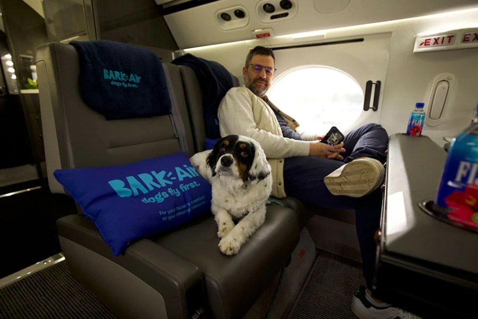 Puppies can sit alongside their owners or roam free around the cabin