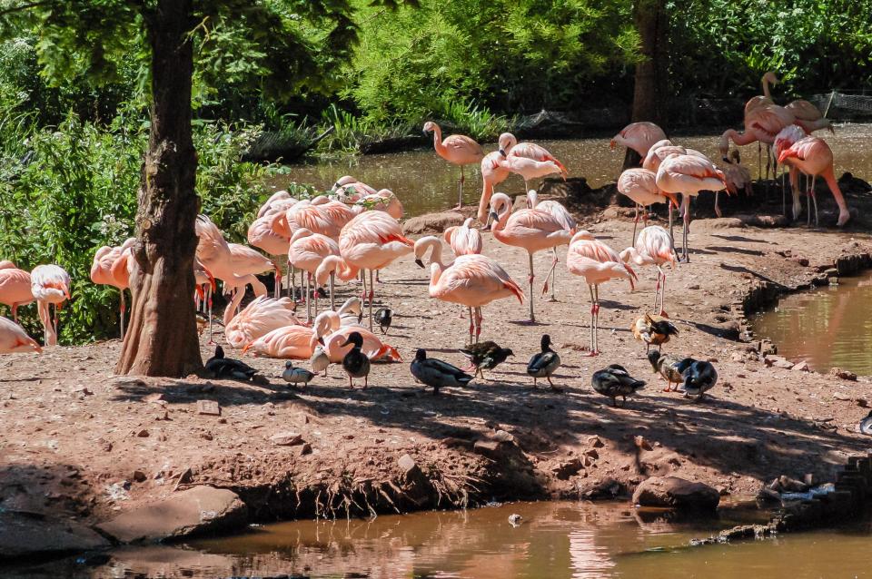 The flamingos at Paignton Zoo