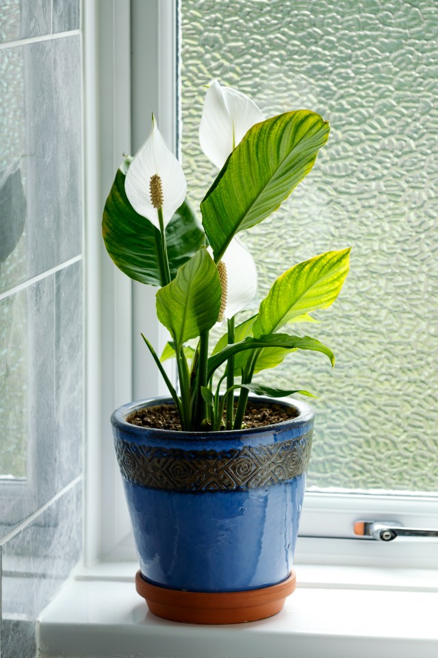 Spathiphyllum, known as Peace Lily, was slashed from £5 to only £1.75