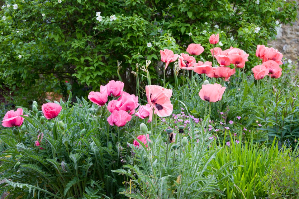 The TikTok star also suggested planting Oriental Poppies in your garden