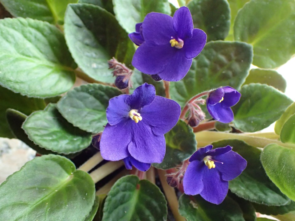 Africa Violets are great for the bedroom