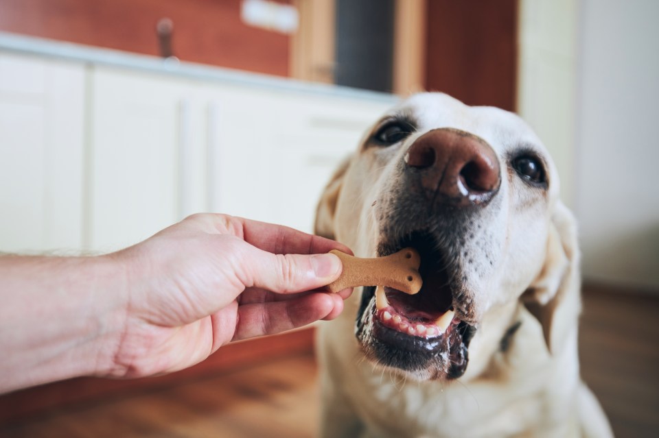 Dog eating food (stock image)