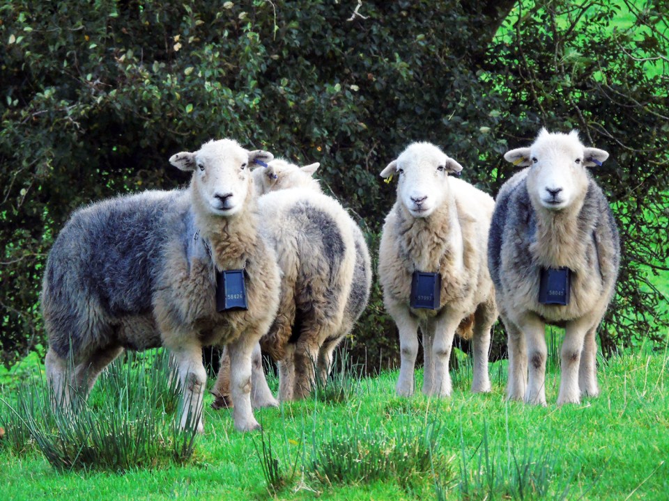 Sheep are being fitted with electric shock collars to stop them disturbing ground-nesting rare birds