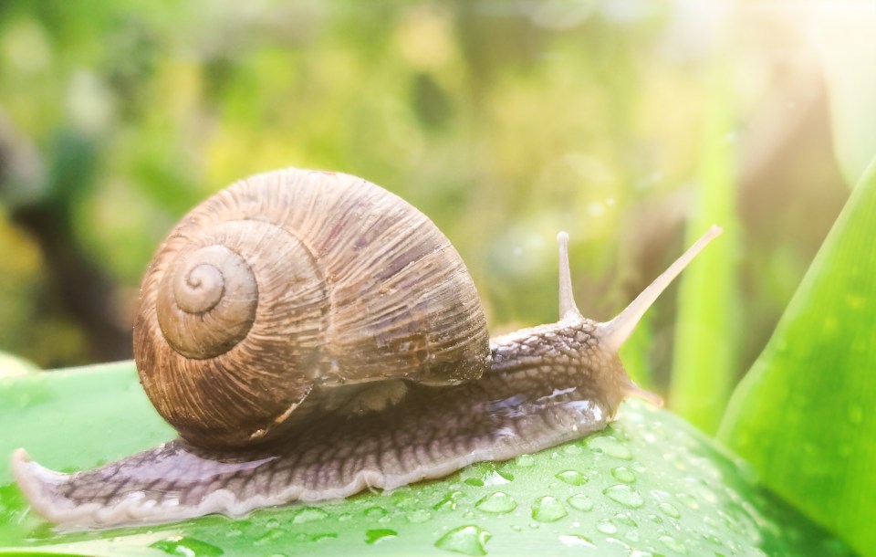 Snails are running rampant in our gardens right now - use a head torch to get rid.