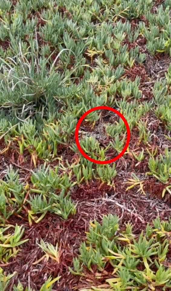 There it is! The sneaky snake hiding in the grass