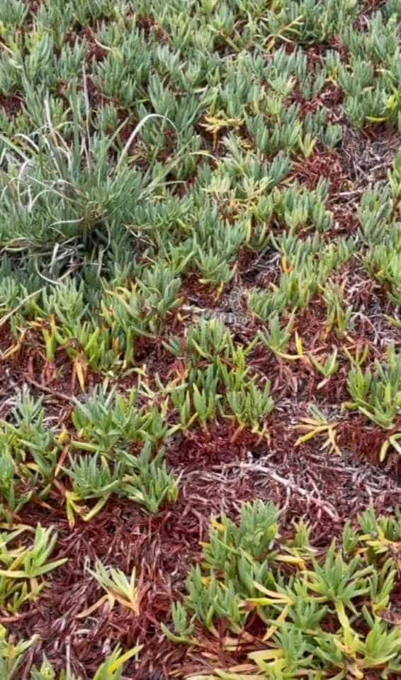 Can you spot the snake among the shrubbery?