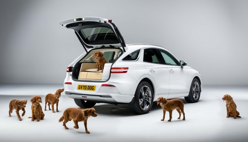 Recent studies found that dogs are more relaxed riding in electric than diesel cars