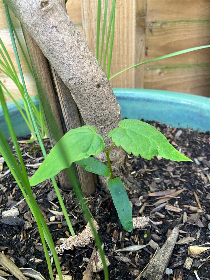 It's satisfying getting rid of Sycamore seedlings around now