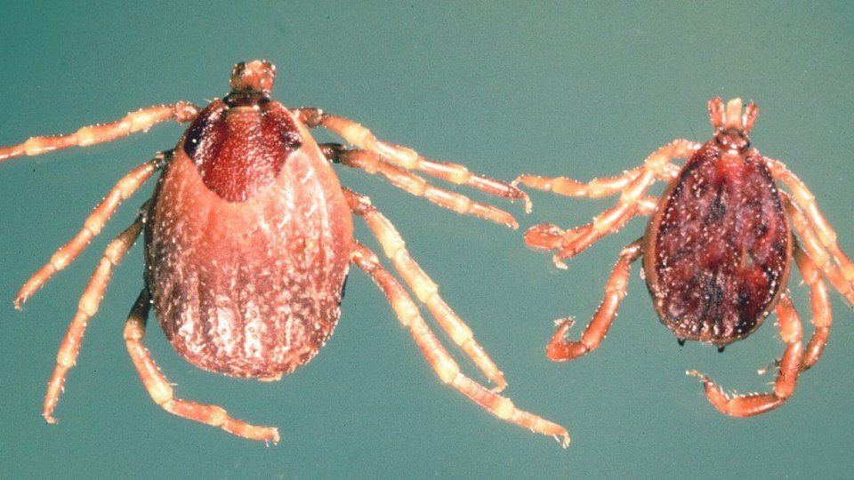 Hyalomma are known to hunt and carry the deadly Crimean-Congo fever