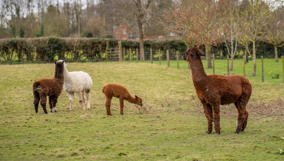 Arbour Farm is also home to alpacas, goats and pigs, and also has the option of glamping pods with hot tubs