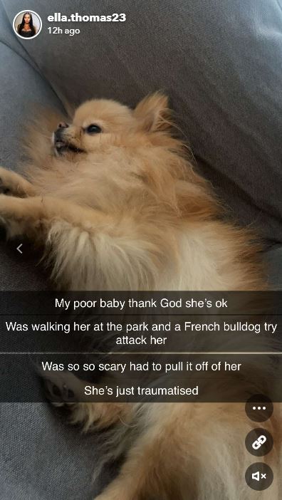 Ella Thomas was devastated after her dog was attacked