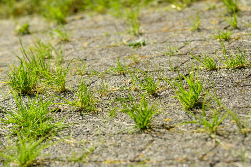 Shoppers say they've found a 'brilliant' solution to removing weeds