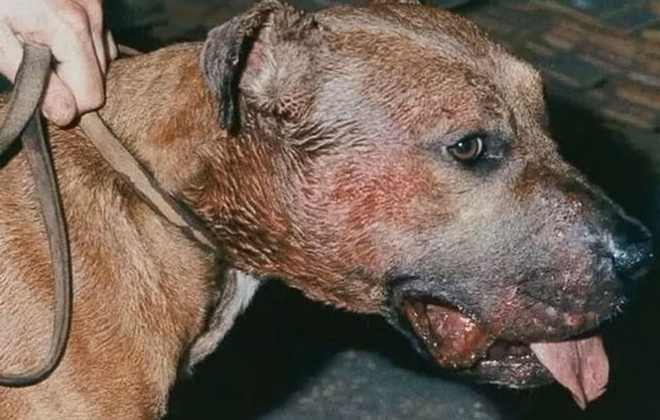 The battles are often to the death - and leave the dogs with horrific injuries