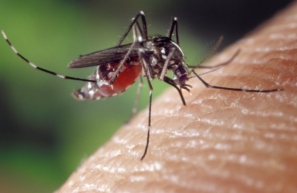 The Aedes albopictus mosquito, also known as the Asian tiger mosquito, is a carrier of many diseases