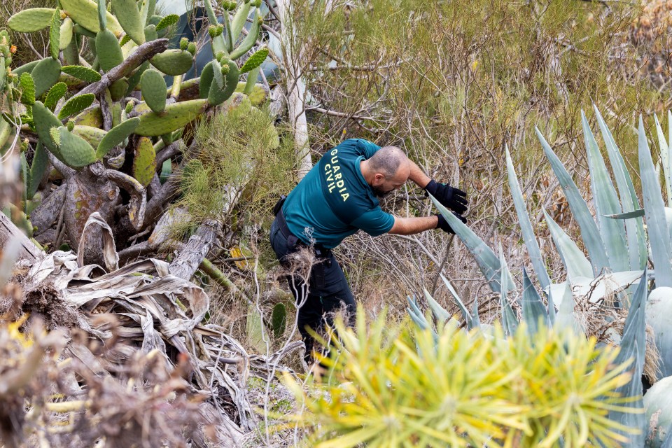 Search teams have been scouring the mountain wilderness for nearly two weeks