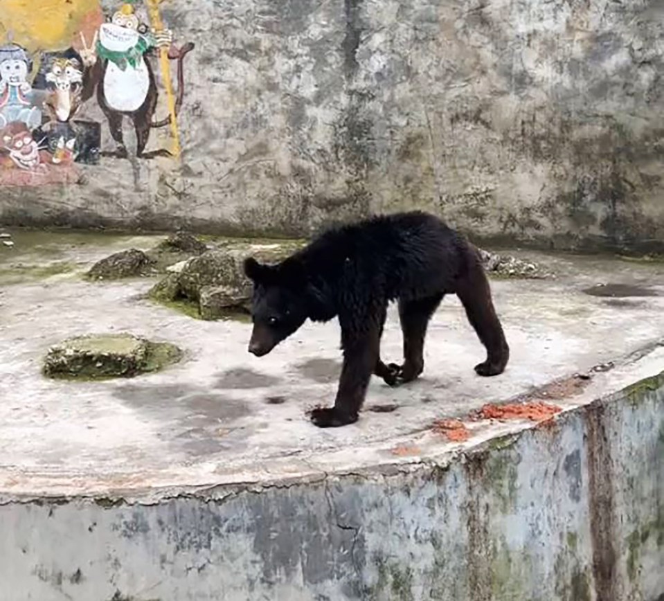 The skinny black bear was seen in its enclosure in a zoo in Panzhou, China