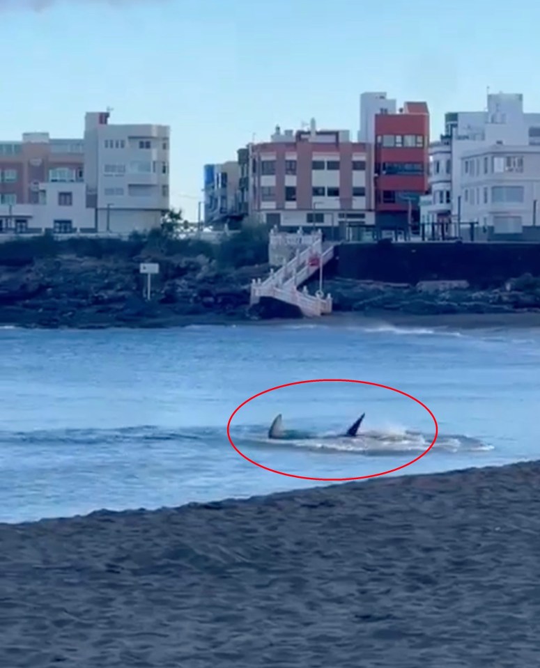 A hammerhead shark stalked the shoreline at Melenara Beach