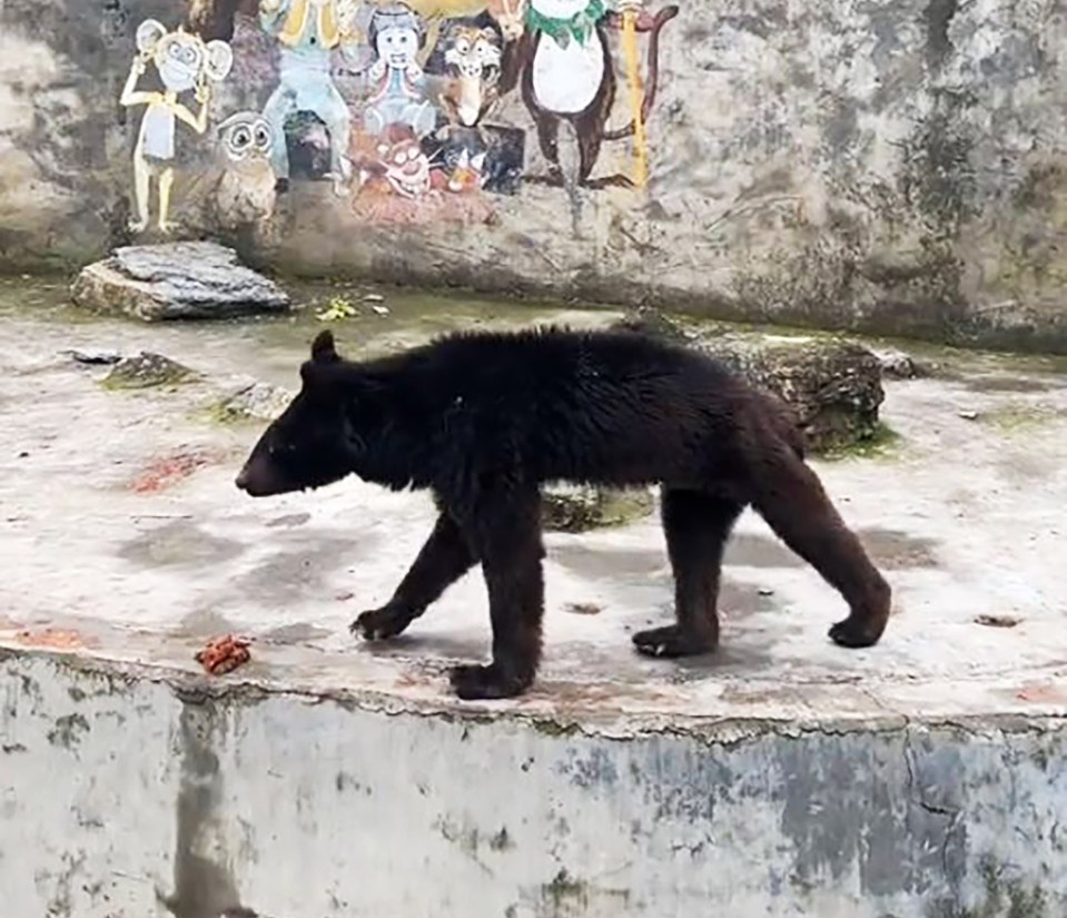 The skinny bear has been living on a poor diet for more than 10 years now