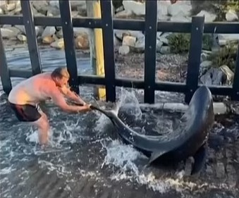 The moment a dad-of-two rescued a shark by bravely wrangling it back into the water