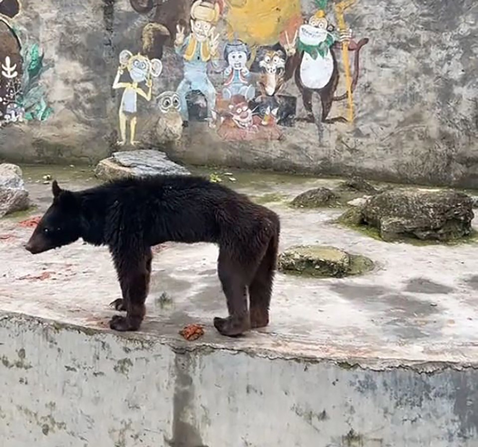 The starving bear was barely able to move after eating just corn cobs and bread